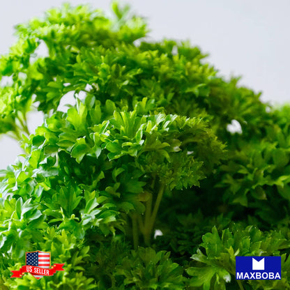Parsley Moss Curled Seeds Organic Heirloom Non-GMO