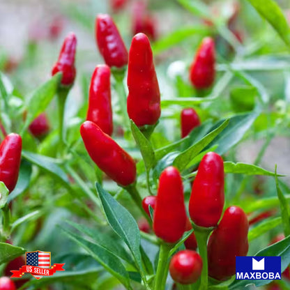Pepper Seeds Hot Thai Garden Bird Non-GMO Heirloom Vegetable