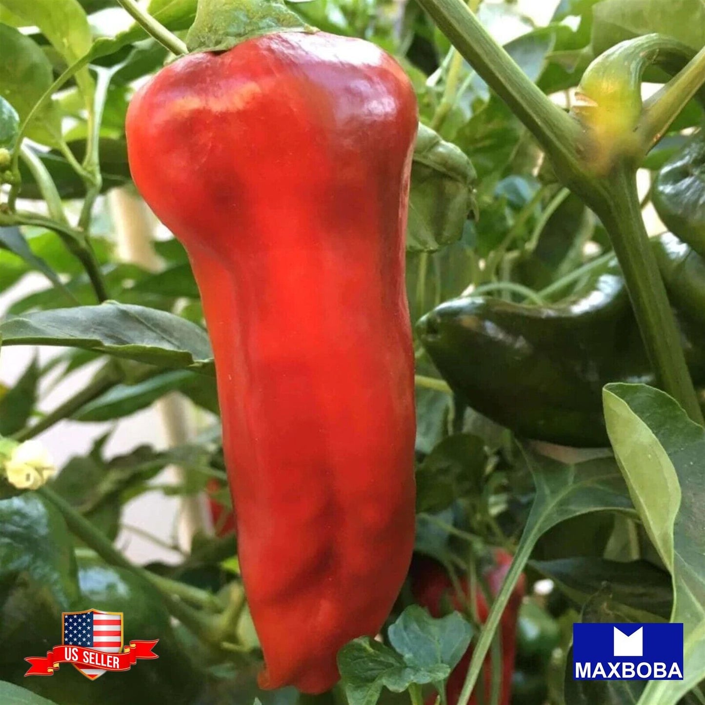 Pepper Seeds - Sweet - Corno Di Toro - Rosso Vegetable Heirloom Non-GMO