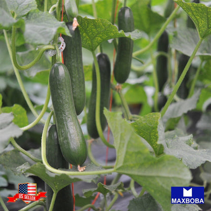 Cucumber Seeds Muncher Burpless Organic Heirloom Vegetable Non-GMO