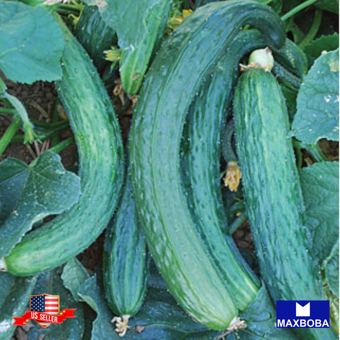 Cucumber Seeds Suyo Long Non-GMO Heirloom Vegetable