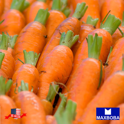 Carrot Seeds - Little Fingers Non-GMO / Heirloom / Vegetable Fresh