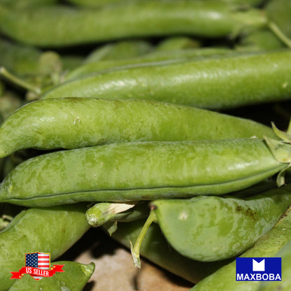 Non-GMO Pea Seeds - Little Marvel / Heirloom / Garden Vegetable / Fresh