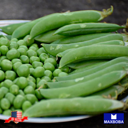 Non-GMO Pea Seeds - Little Marvel / Heirloom / Garden Vegetable / Fresh