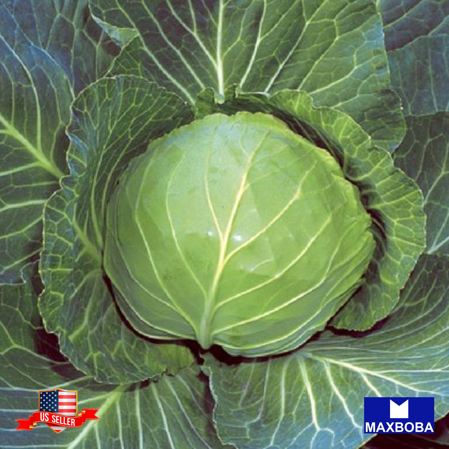 Non-GMO Cabbage Seeds - Drumhead Heirloom Vegetable Garden Fresh