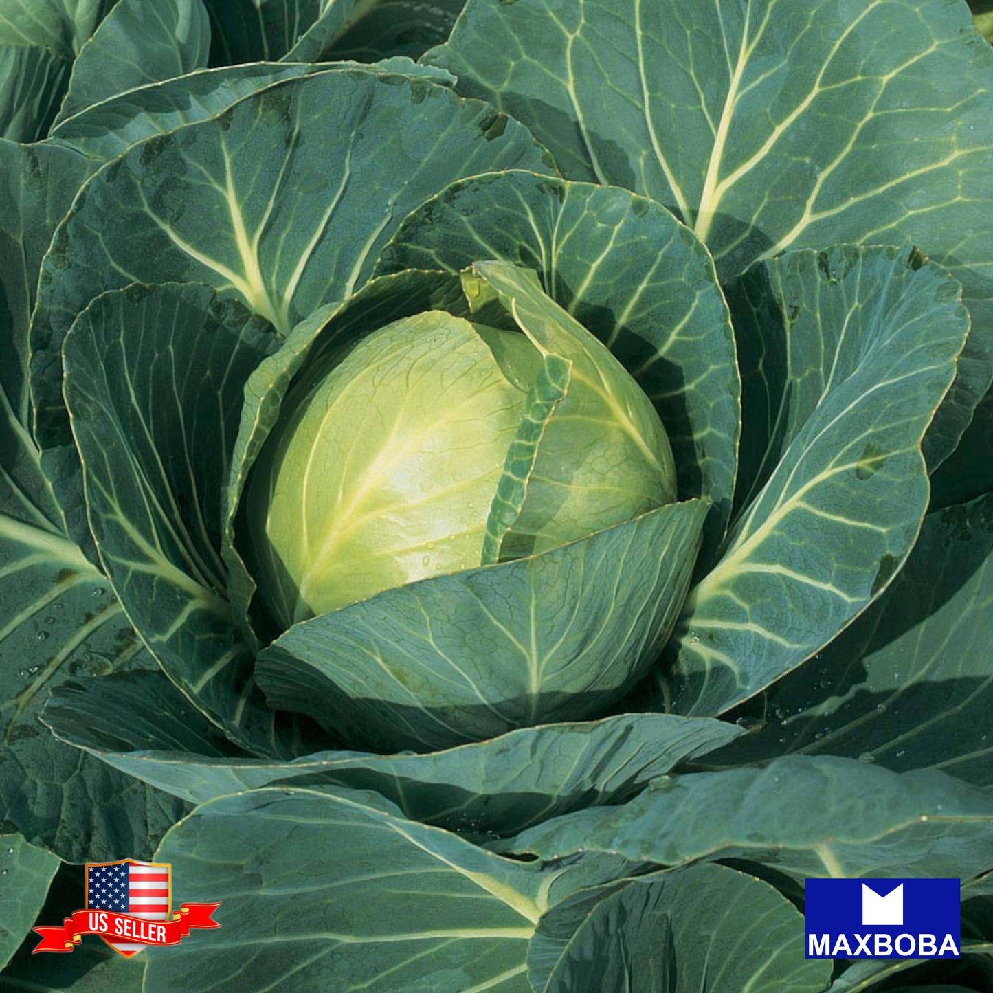 Non-GMO Cabbage Seeds - Drumhead Heirloom Vegetable Garden Fresh