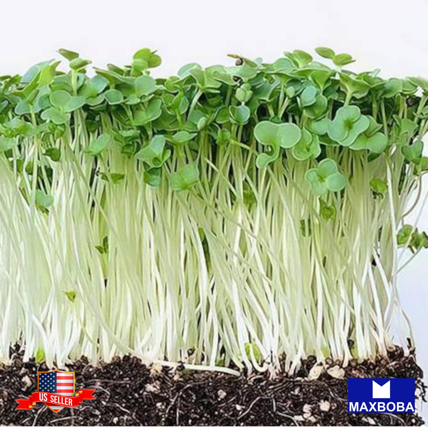 Broccoli Microgreens Seeds Heirloom Non-GMO