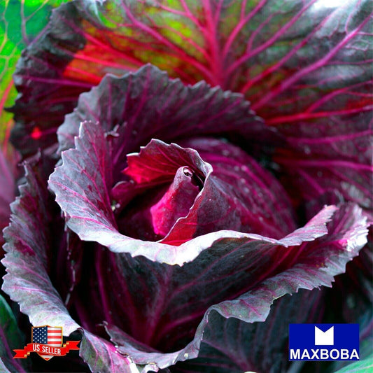 Cabbage Fresh Seeds - Red Acre Non-GMO Heirloom Vegetable Garden