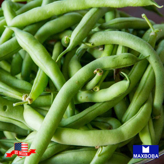 Bean Seeds - Bush - Tendergreen Non-GMO Heirloom Garden