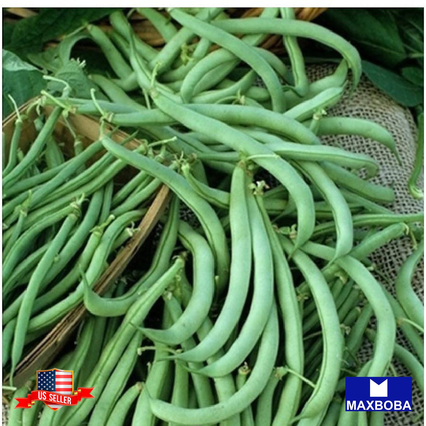 Bean Seeds - Bush - Tendergreen Non-GMO Heirloom Garden