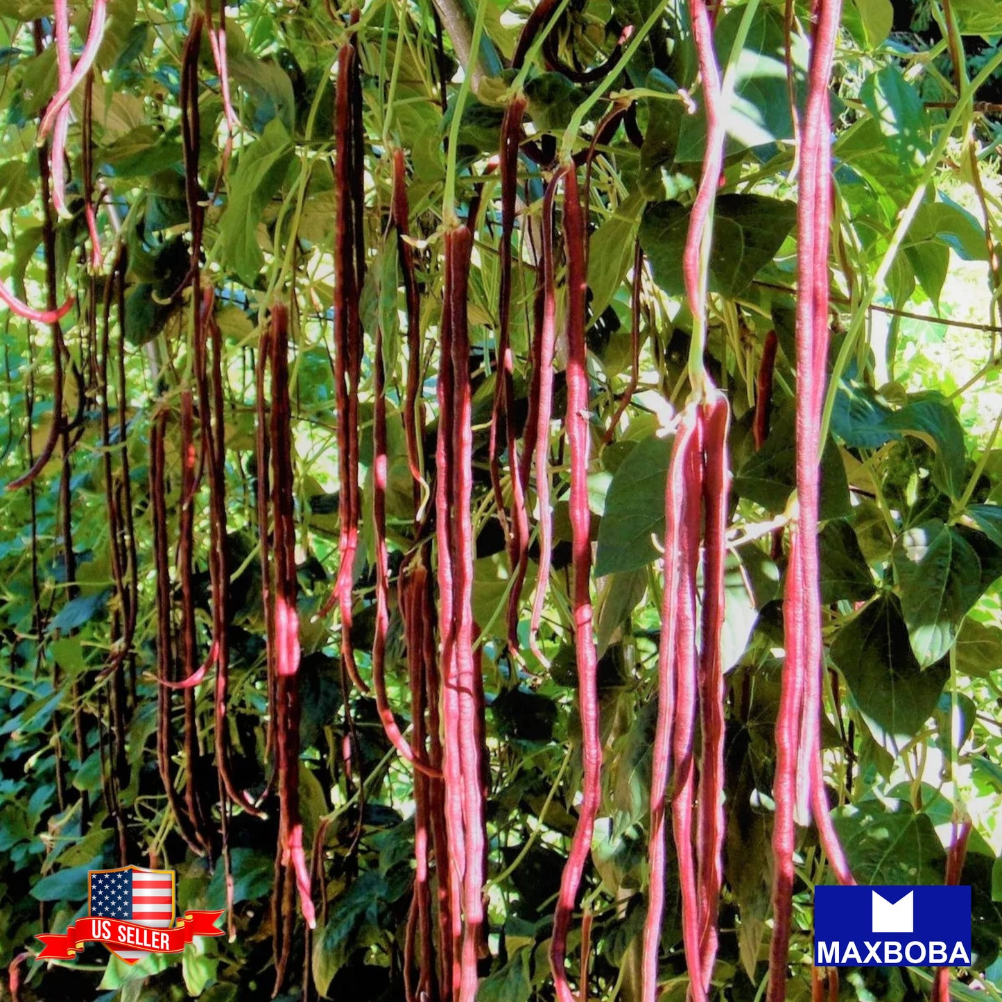Yard Long Bean - Red Noodle Non-GMO Heirloom Garden