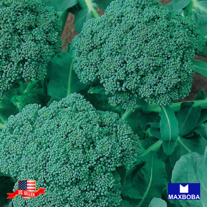 Broccoli Seeds - Waltham 29 (Organic)Non-GMO Heirloom Garden
