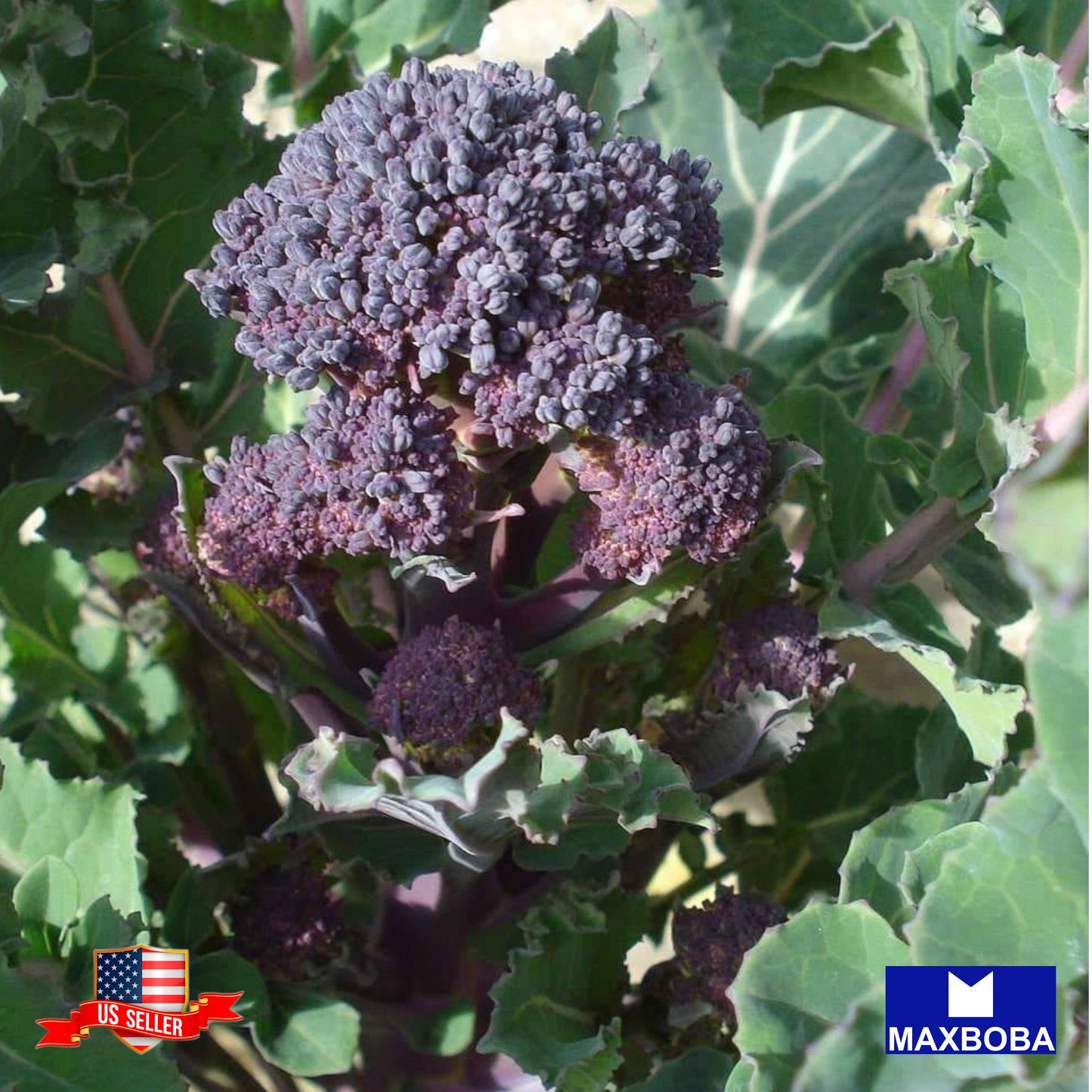 Broccoli Seeds - Early Purple Sprouting Vegetable Non-GMO Heirloom