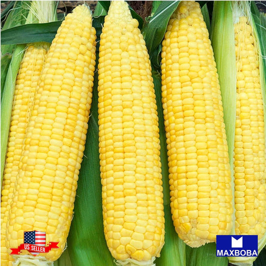 Corn Seeds (se) - Kandy Korn Hybrid Vegetable Garden Non-GMO