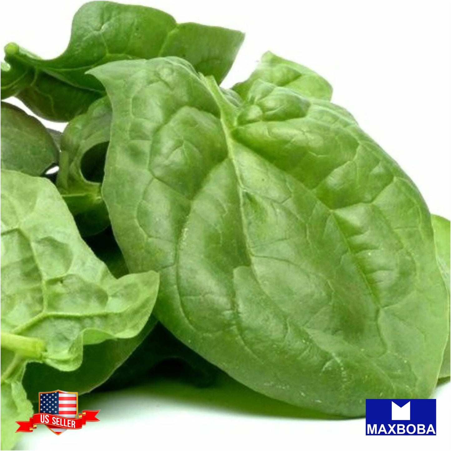 Spinach Seeds - Viroflay Non-GMO / Heirloom / Vegetable