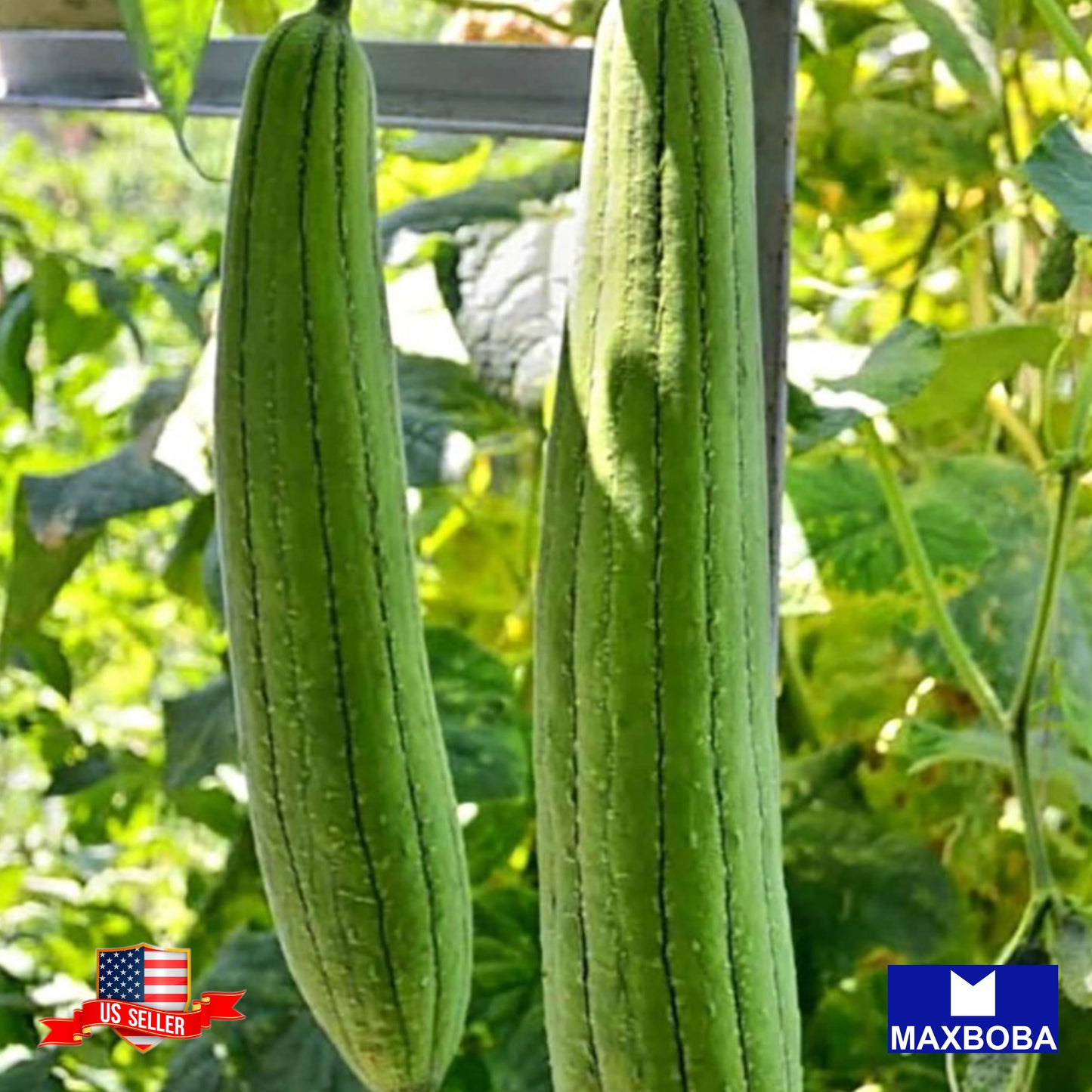 Gourd Seeds Chinese Okra (Treated) Heirloom Vegetable Non-GMO