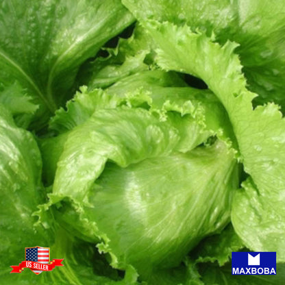 Lettuce Crisphead Iceberg Seeds Vegetable Heirloom Non-GMO