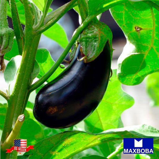 Eggplant Seeds - Florida Market Non-GMO / Heirloom / Premium Seeds / Vegetable