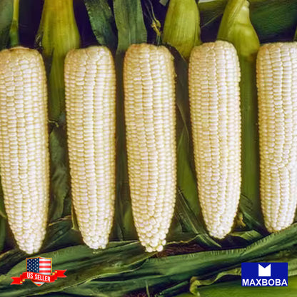 Corn Sweet Silver Queen Hybrid Seeds Vegetable Non-GMO