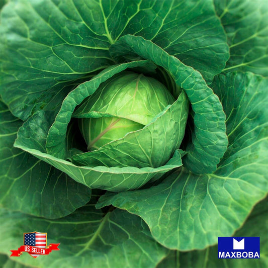 Cabbage Fresh Seeds - Danish Ballhead Non-GMO Heirloom Vegetable Garden
