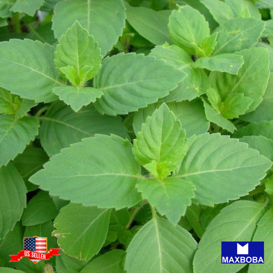 Basil Seeds - Holy Basil Green Leaf Non-GMO Heirloom Herb Garden Fresh
