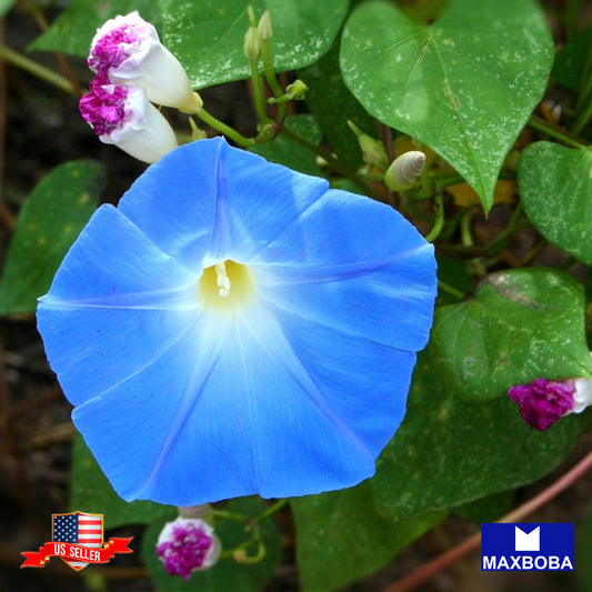 Morning Glory Seeds - Heavenly Blue Non-GMO