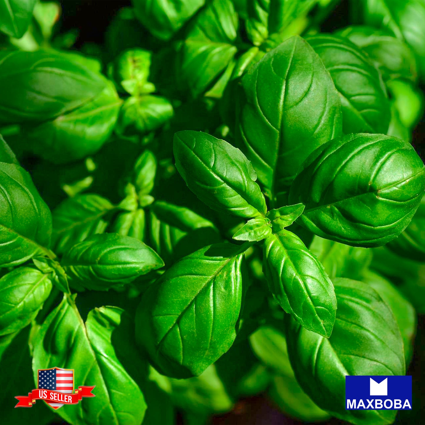 Basil Seeds - Italian Large Leaf Non-GMO /Heirloom /Open Pollinated /Herb Garden