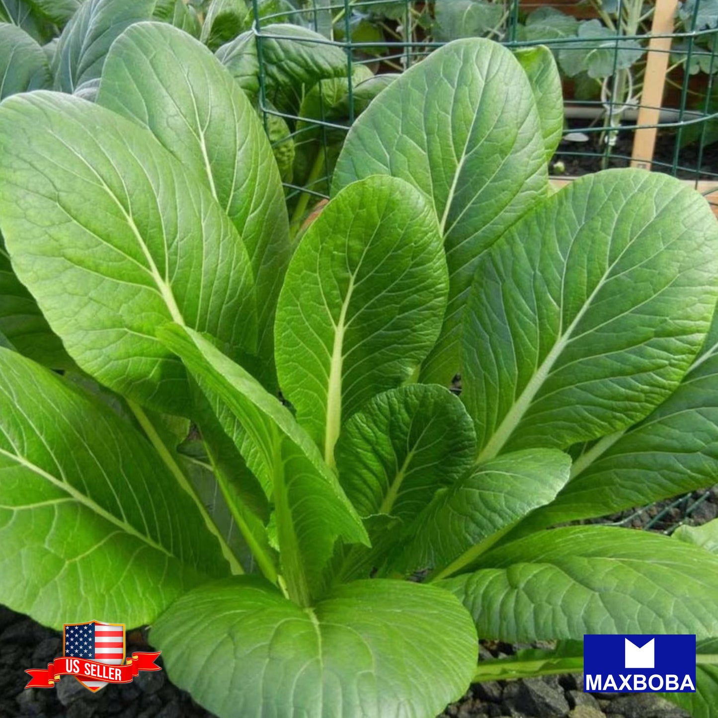 Mustard Spinach Fresh Seeds (Komatsuna) - Tendergreen Non-GMO Heirloom Vegetable