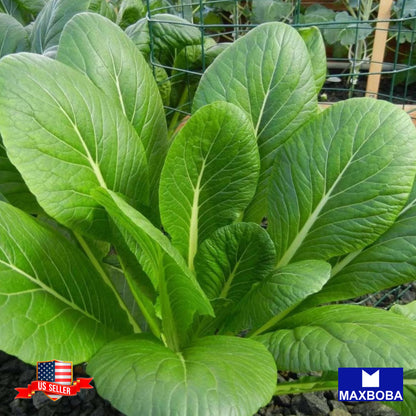Mustard Spinach Fresh Seeds (Komatsuna) - Tendergreen Non-GMO Heirloom Vegetable