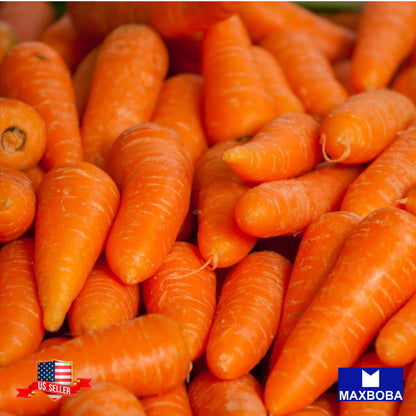 Carrot Little Fingers Seeds Organic Heirloom Vegetable Non-GMO