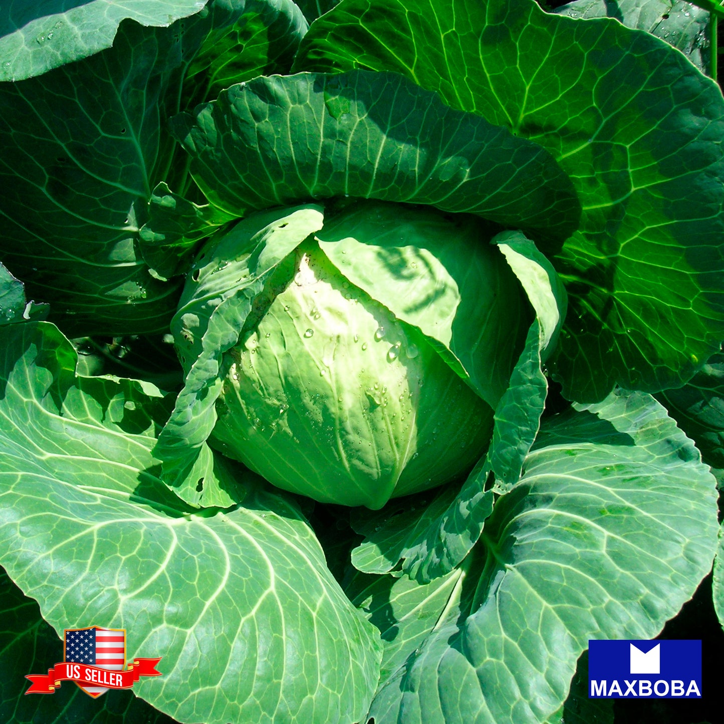 Cabbage Fresh Seeds - Copenhagen Market Non-GMO  Heirloom Vegetable Garden