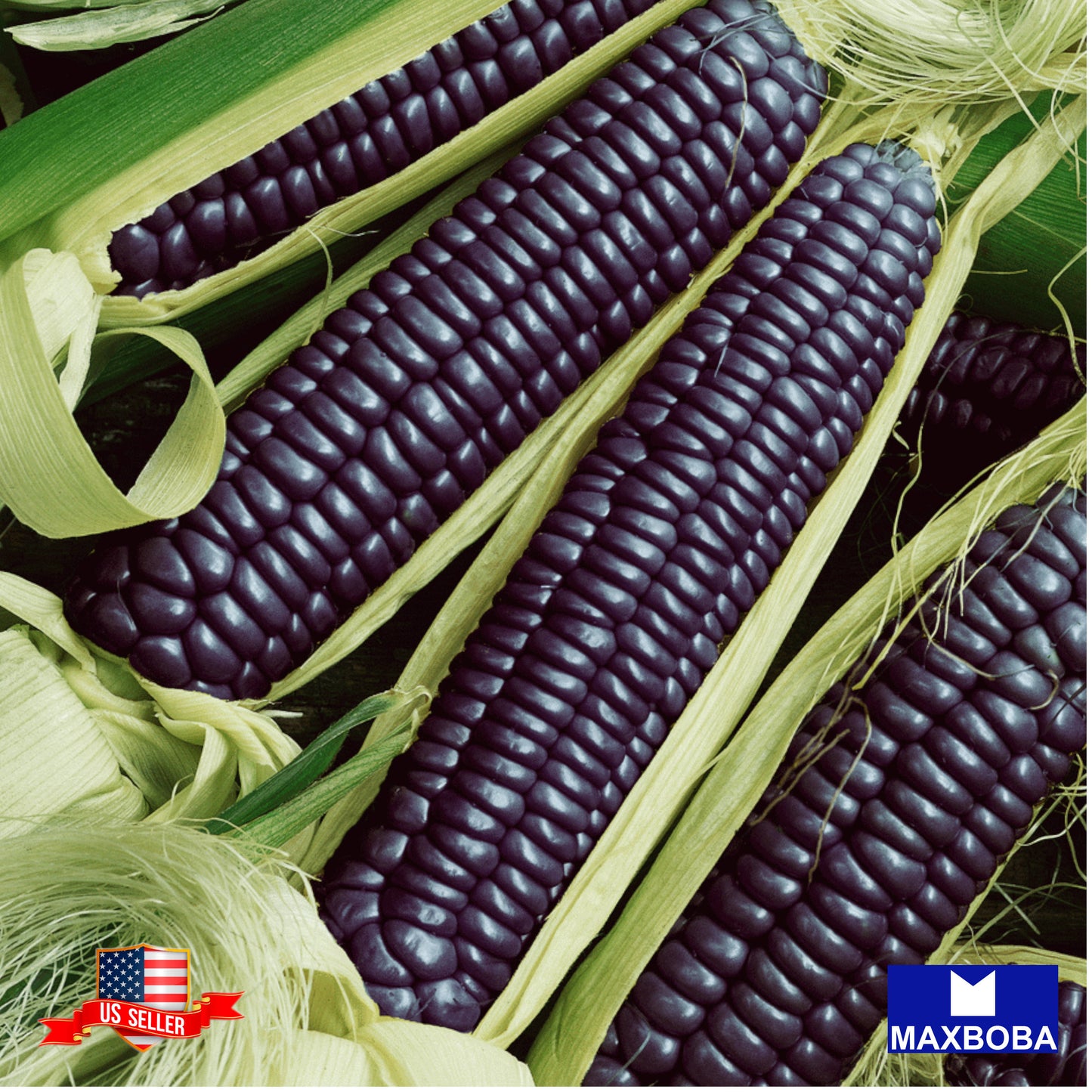Corn Fresh Seeds - Blue Hopi Non-GMO Heirloom