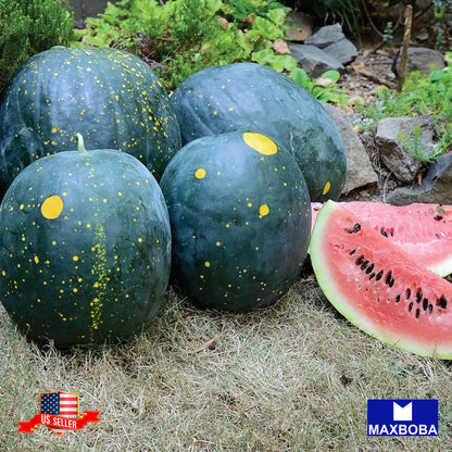 Watermelon Picnic Moon & Stars Seeds Heirloom Vegetable Non-GMO