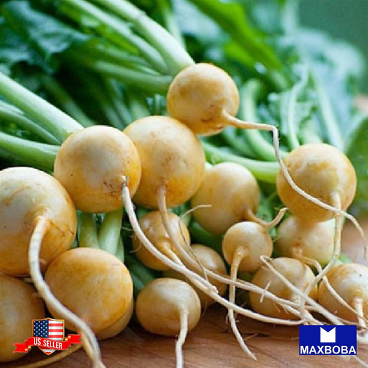 Turnip Seeds - Gold Ball Non-GMO, Heirloom Garden Vegetable / Fresh