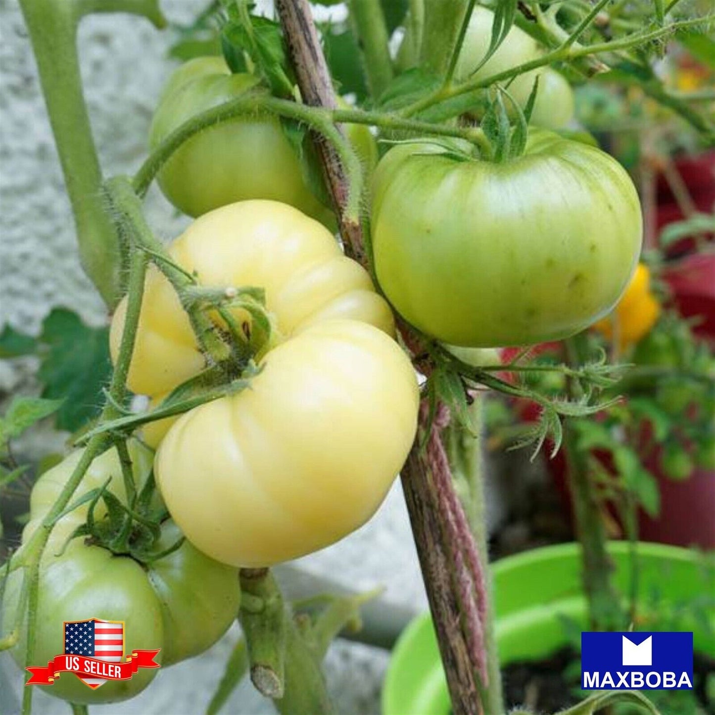 Tomato Seeds Great White Heirloom Vegetable Non-GMO