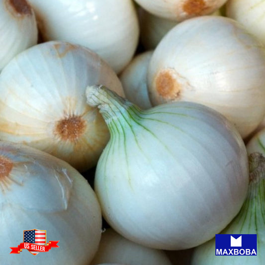 Onion Seeds - Long - White Sweet Spanish Non-GMO Heirloom Vegetable