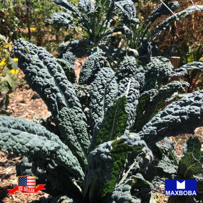 Kale Seeds - Black Tuscan (Lacinato) Non-GMO Heirloom Vegetable