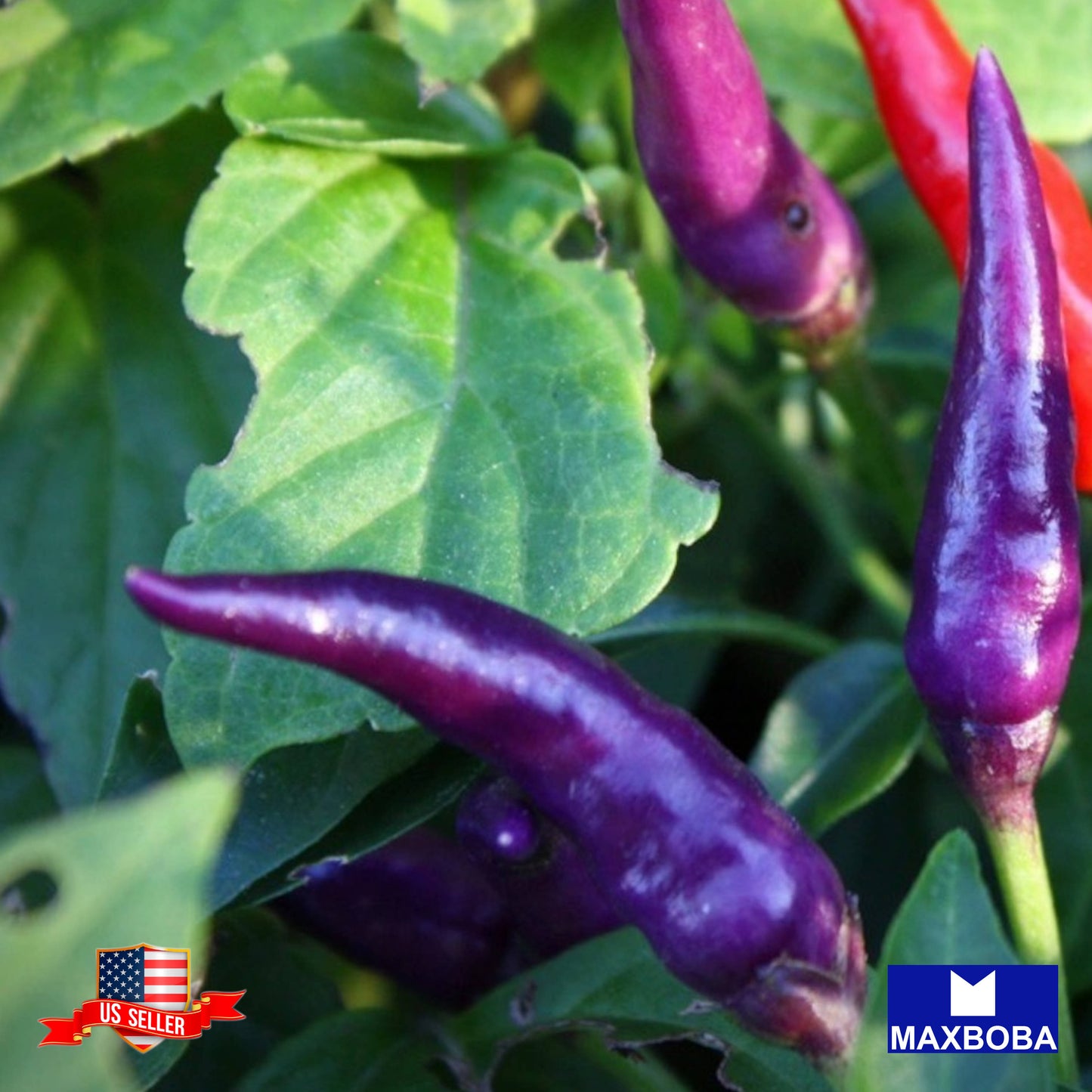 Pepper Seeds Hot Cayenne Purple Non-GMO Heirloom Vegetable