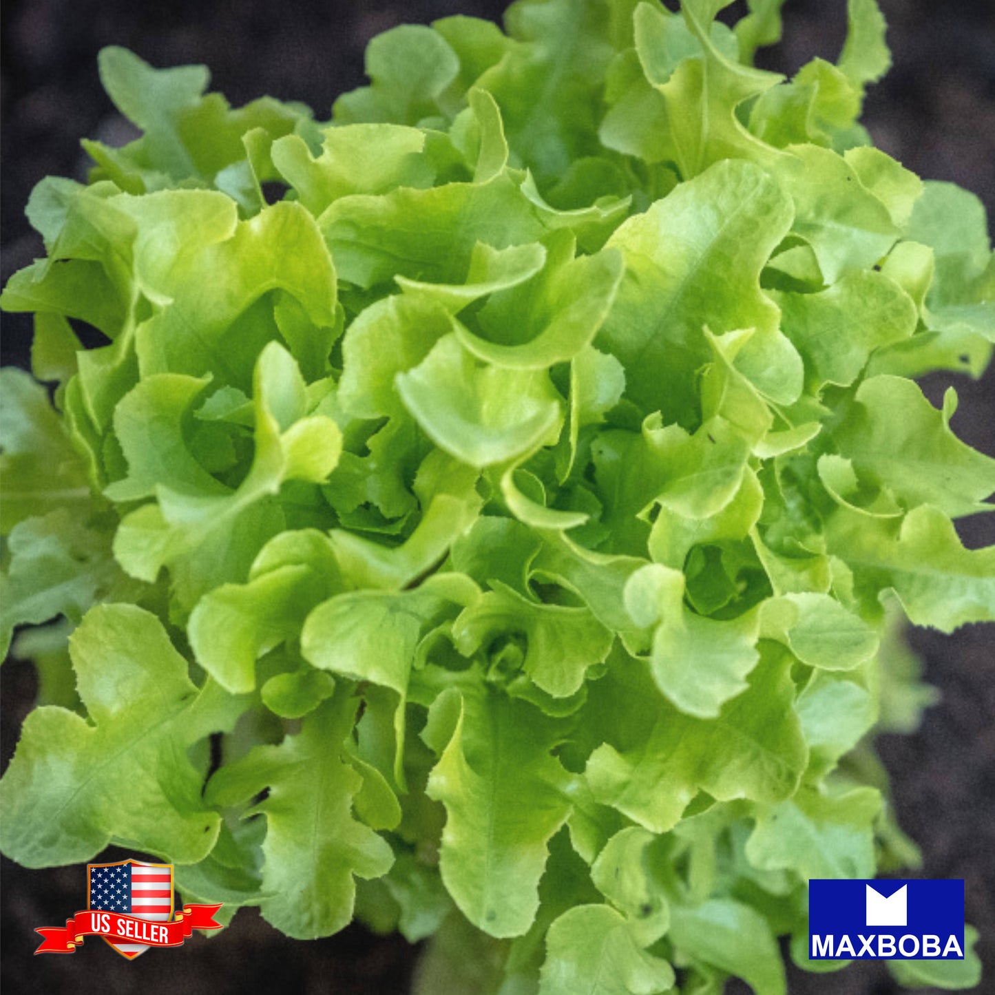 Lettuce Leaf Oakleaf Seeds Vegetable Heirloom Non-GMO