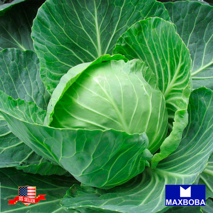 Cabbage Fresh Seeds - Danish Ballhead Non-GMO Heirloom Vegetable Garden