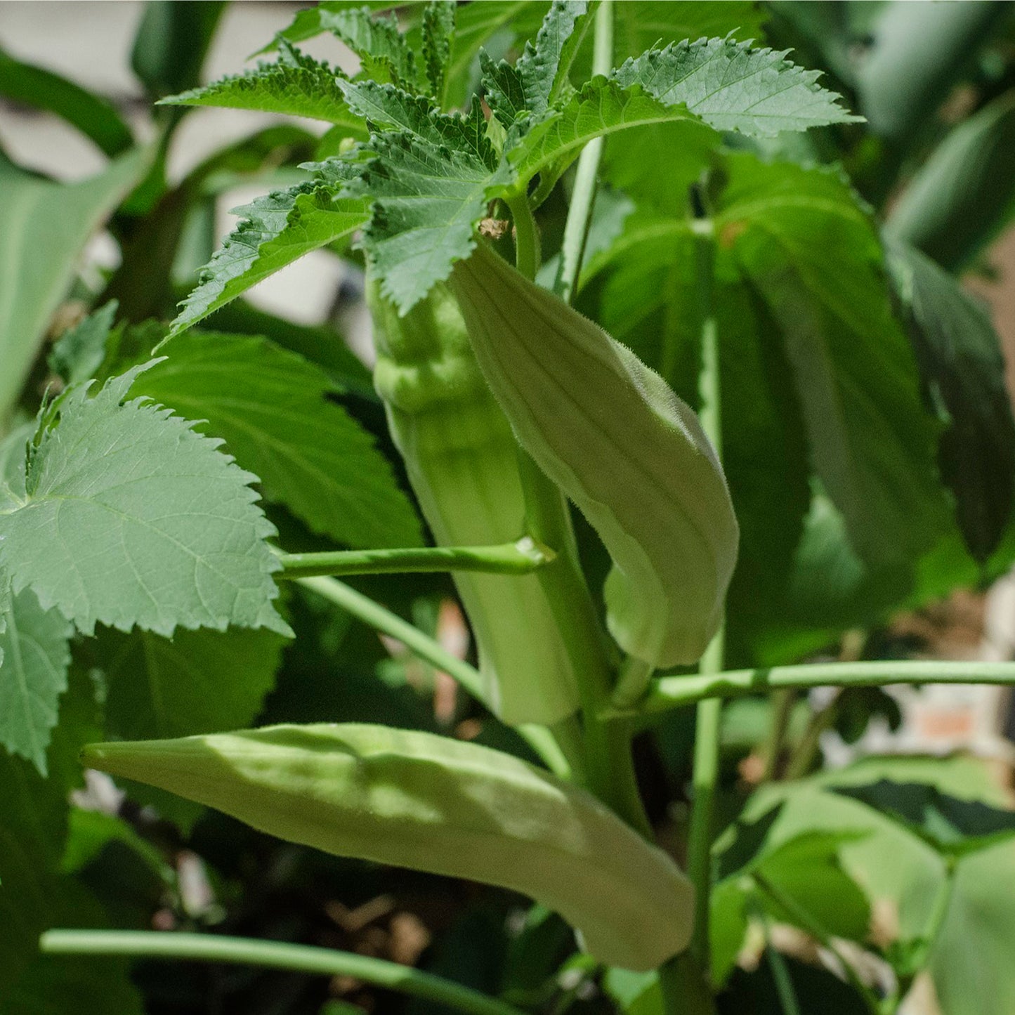 Okra Fresh Seeds - Clemson Spineless Non-GMO Heirloom Garden Vegetable
