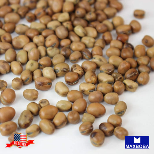 Bean Fresh Seeds - Fava - Organic Non-GMO Heirloom