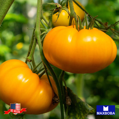 Tomato Seeds Slicing Amana Orange Heirloom Vegetable Non-GMO