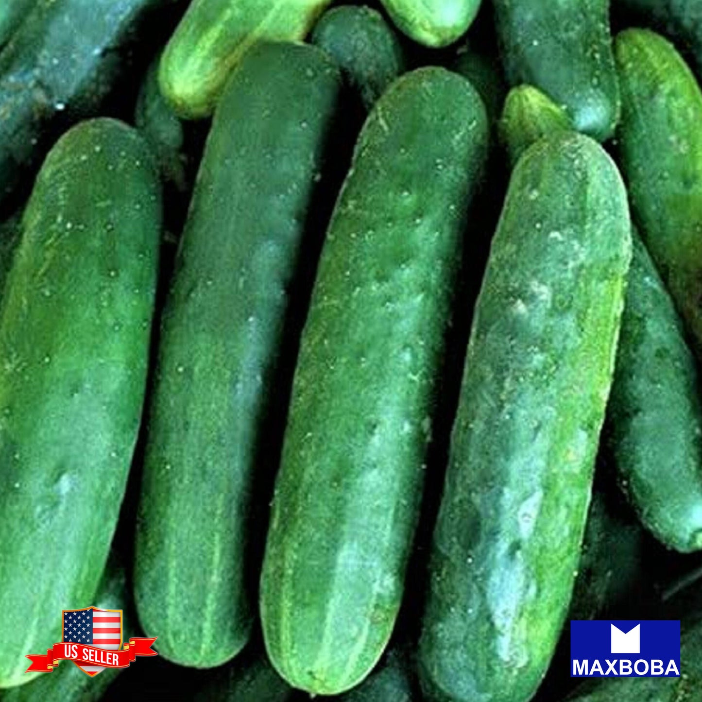 Cucumber Seeds Poinsett 76 Non-GMO Heirloom Vegetable
