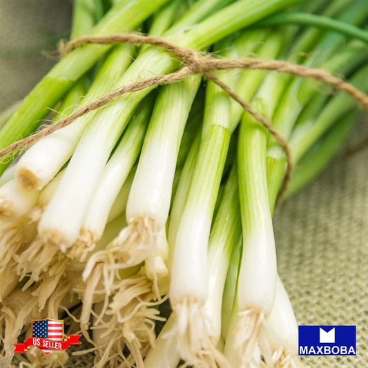 Onion Fresh Seeds - Bunching - Evergreen White Nebuka Non-GMO Heirloom