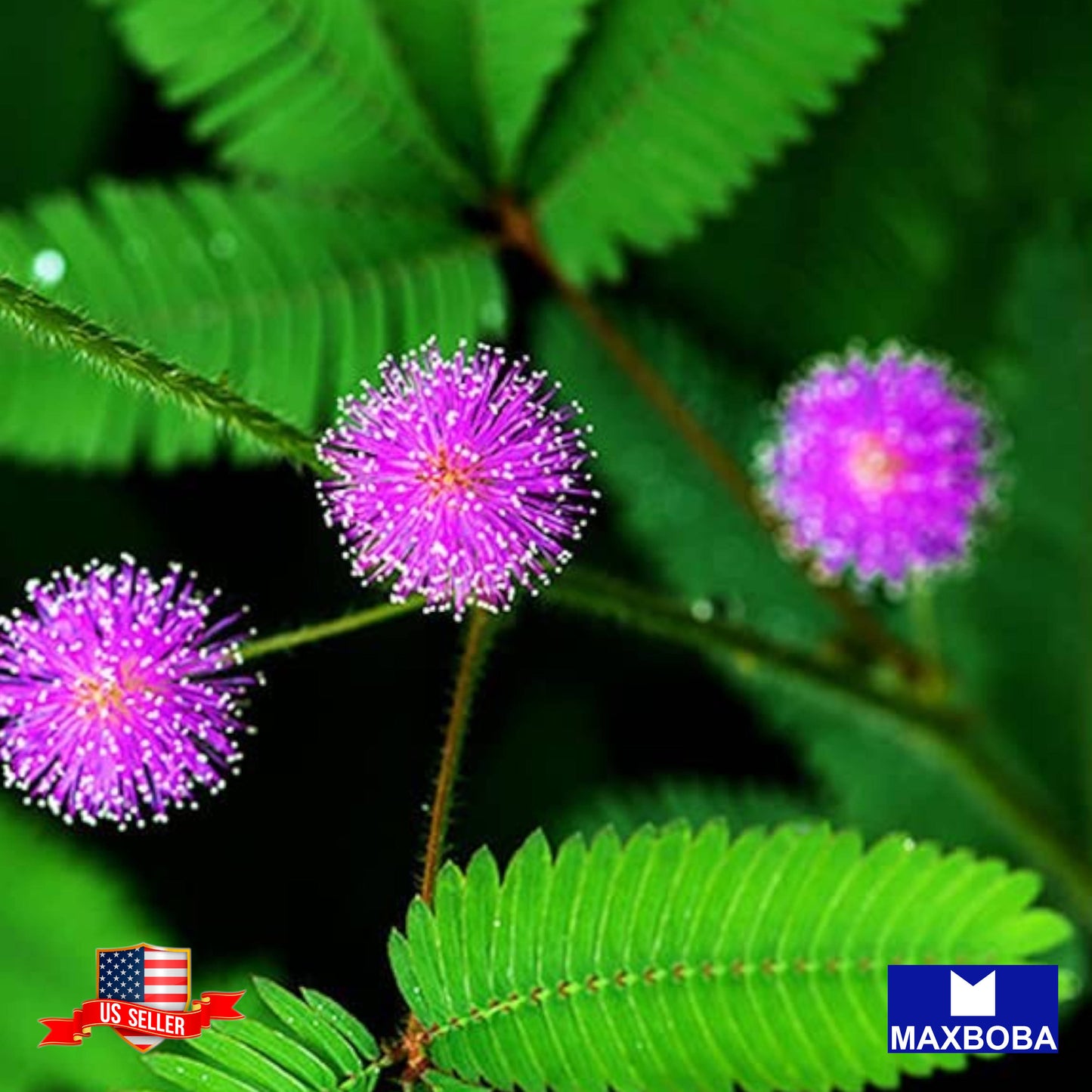 Mimosa Seeds Sensitive Plant Shy Flower Non-GMO Garden