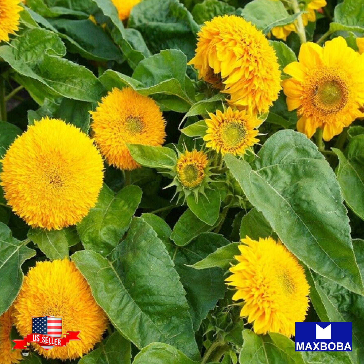 Sunflower Seeds - Teddy Bear Non-GMO