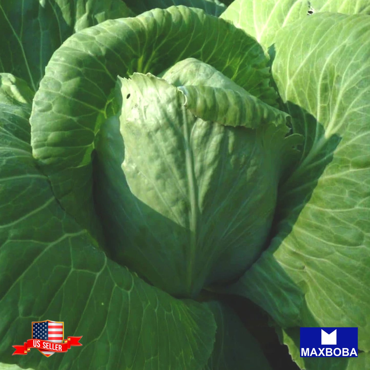 Cabbage Seeds - Early Jersey Wakefield Non-GMO Heirloom Garden