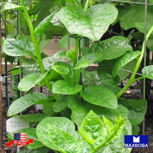 Malabar Spinach Fresh Seeds - Green Vines Supreme Non-GMO Heirloom Vegetable