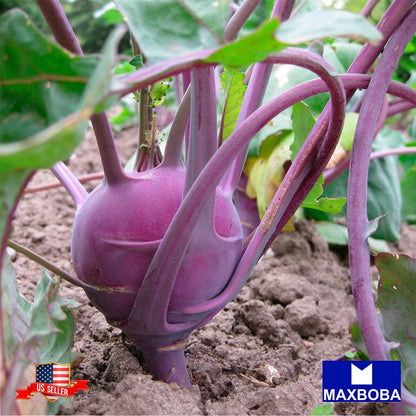 Kohlrabi Seeds - Purple Vienna Non-GMO Heirloom